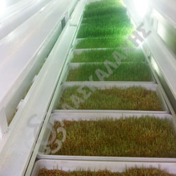 Hydroponics Chamber